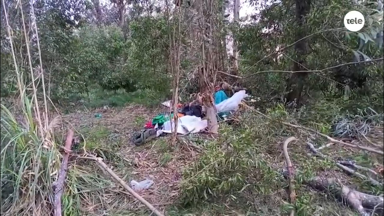 Tragedia en Maldonado: dos personas murieron bajo un árbol durante trabajos de tala