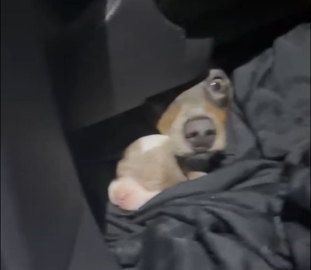 Atajaron 13 perros salchicha de contrabando: la insólita operación en la frontera Uruguay-Argentina