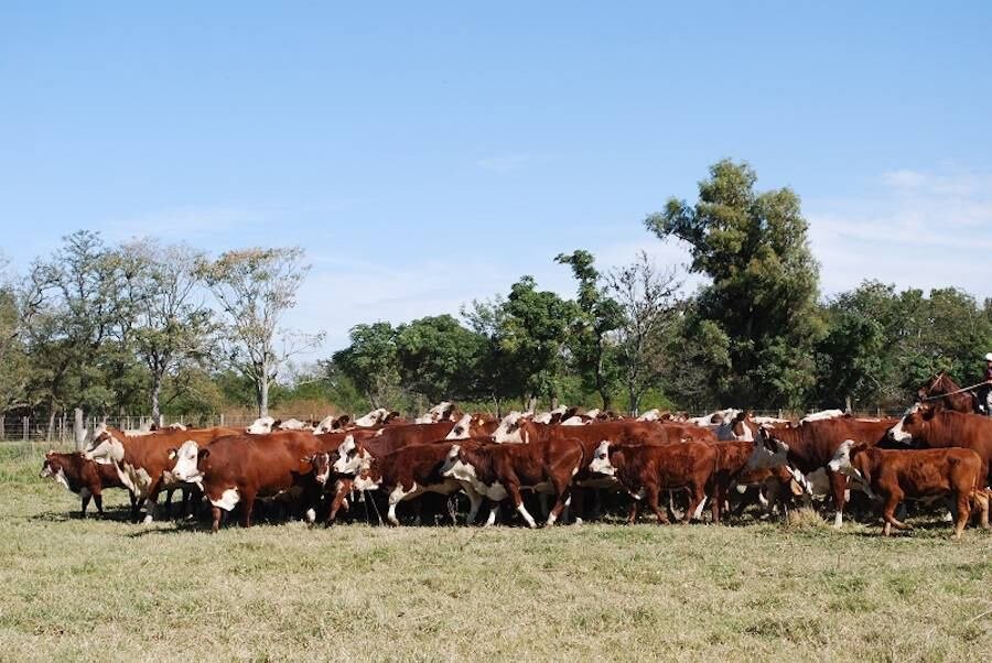 ¡La farra de la genética bovina que nos pone en el mapa!